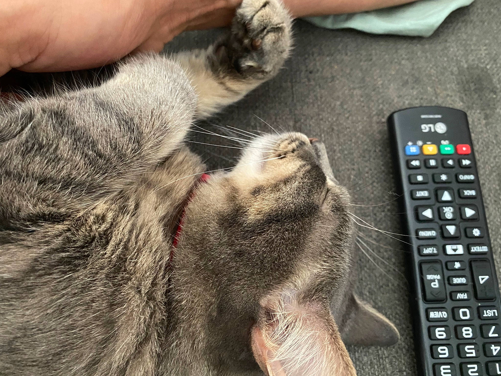 Grisette a rejoint le concours — aidez-le/la à gagner de superbes lots ! calculator, cat, comfort, communication_device, domestic_short_haired_cat, electronic_device, felidae, foot, fur, gadget, nail, office_equipment, paw, portable_communications_device, remote_control, small_to_medium_sized_cats, snout, space_bar, telephony, whiskers