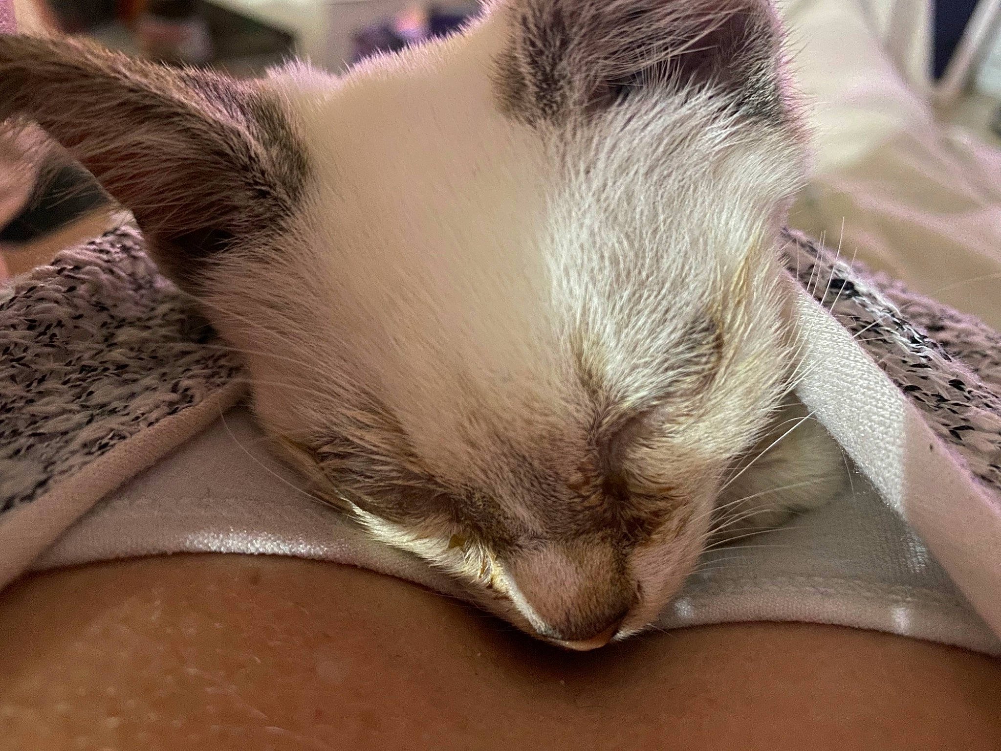 Clochette participe au concours pour gagner de l'argent avec cette photo : carnivore, cat, close_up, comfort, companion_dog, dog_breed, ear, fawn, felidae, fur, nap, paw, sleep, small_to_medium_sized_cats, snout, terrestrial_animal, whiskers