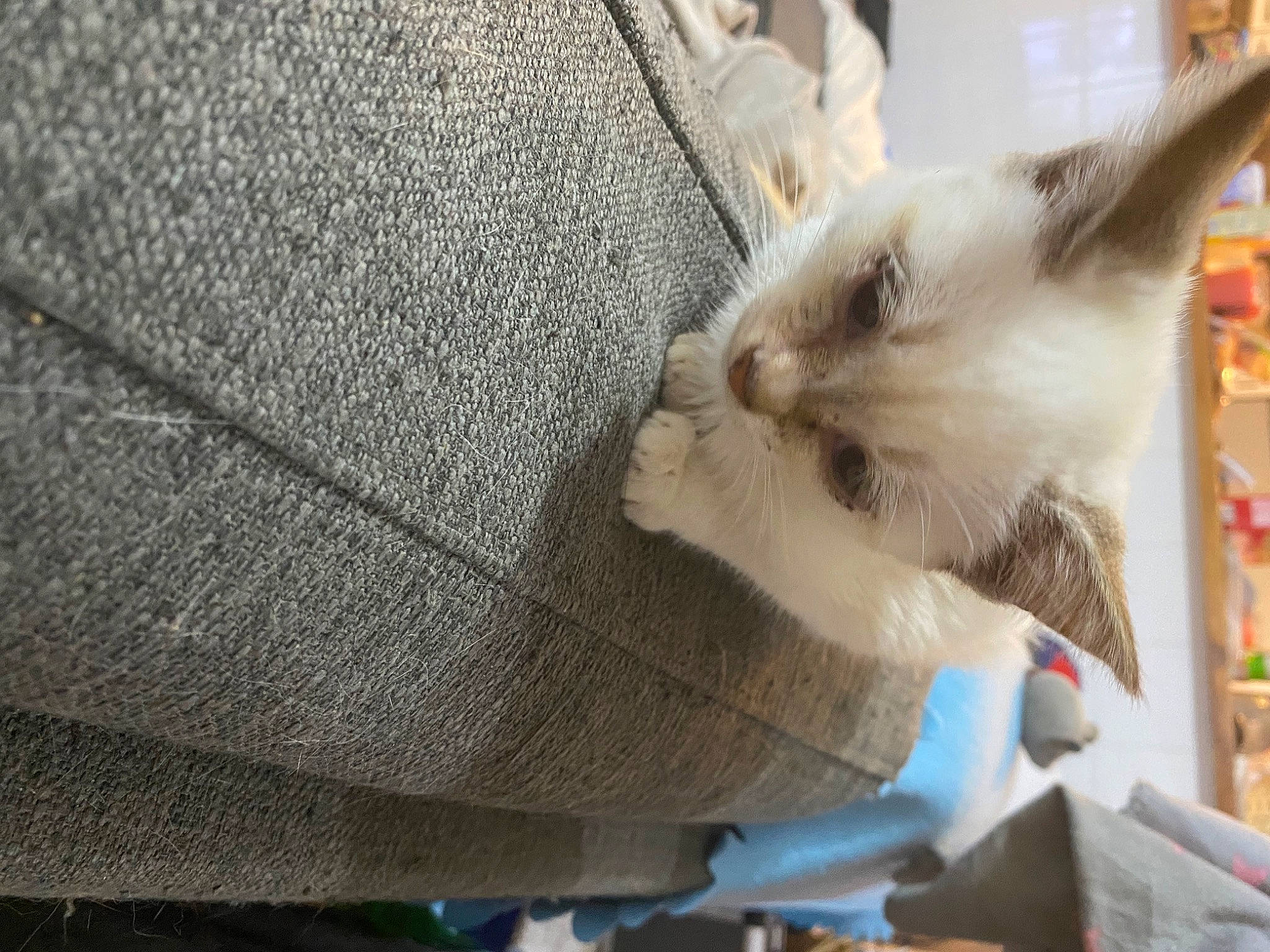 Clochette a rejoint le concours — aidez-le/la à gagner de superbes lots ! bag, balinese, birman, carnivore, cat, comfort, domestic_short_haired_cat, fashion_accessory, fawn, felidae, fur, luggage_and_bags, pattern, paw, small_to_medium_sized_cats, tail, thai, whiskers, wood, woven_fabric