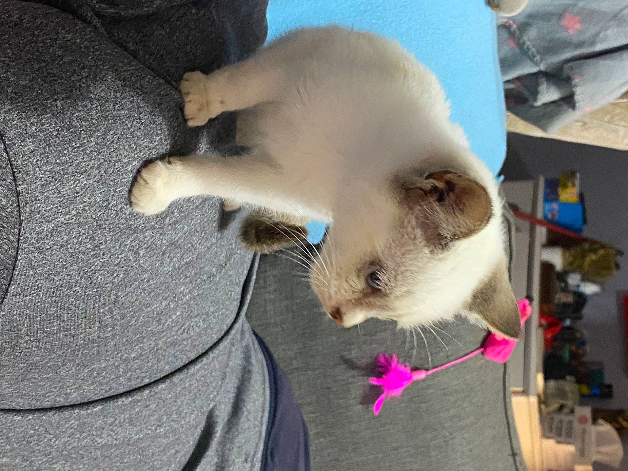 Clochette a rejoint le concours — aidez-le/la à gagner de superbes lots ! canidae, carnivore, cat, claw, companion_dog, domestic_rabbit, domestic_short_haired_cat, fawn, felidae, fur, hamster, paw, photo_caption, rabbit, rabbits_and_hares, shelf, small_to_medium_sized_cats, snout, tail, whiskers