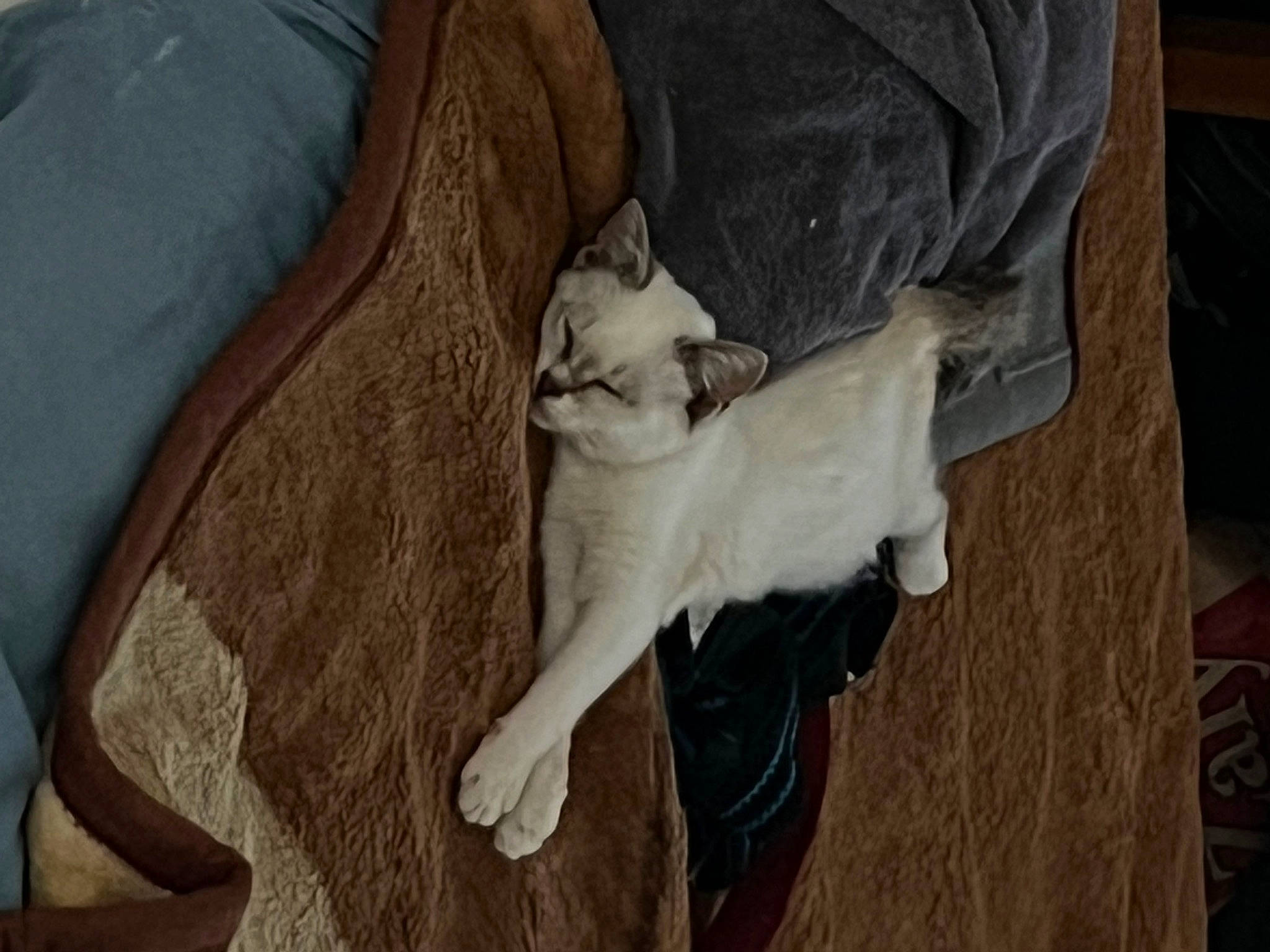 Clochette a rejoint le concours — aidez-le/la à gagner de superbes lots ! canidae, carnivore, cat, comfort, companion_dog, dog_breed, fawn, felidae, fur, goats, hardwood, small_to_medium_sized_cats, sporting_group, tail, whiskers, wood, working_animal