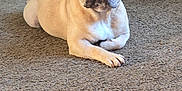 Stitch is registered to the contest to win money with this photo: animal, brown, canine, carpet, companion, cute, dog, domestic, ears, expression, floor, french_bulldog, home, indoor, looking, mammal, pet, portrait, relaxed, resting