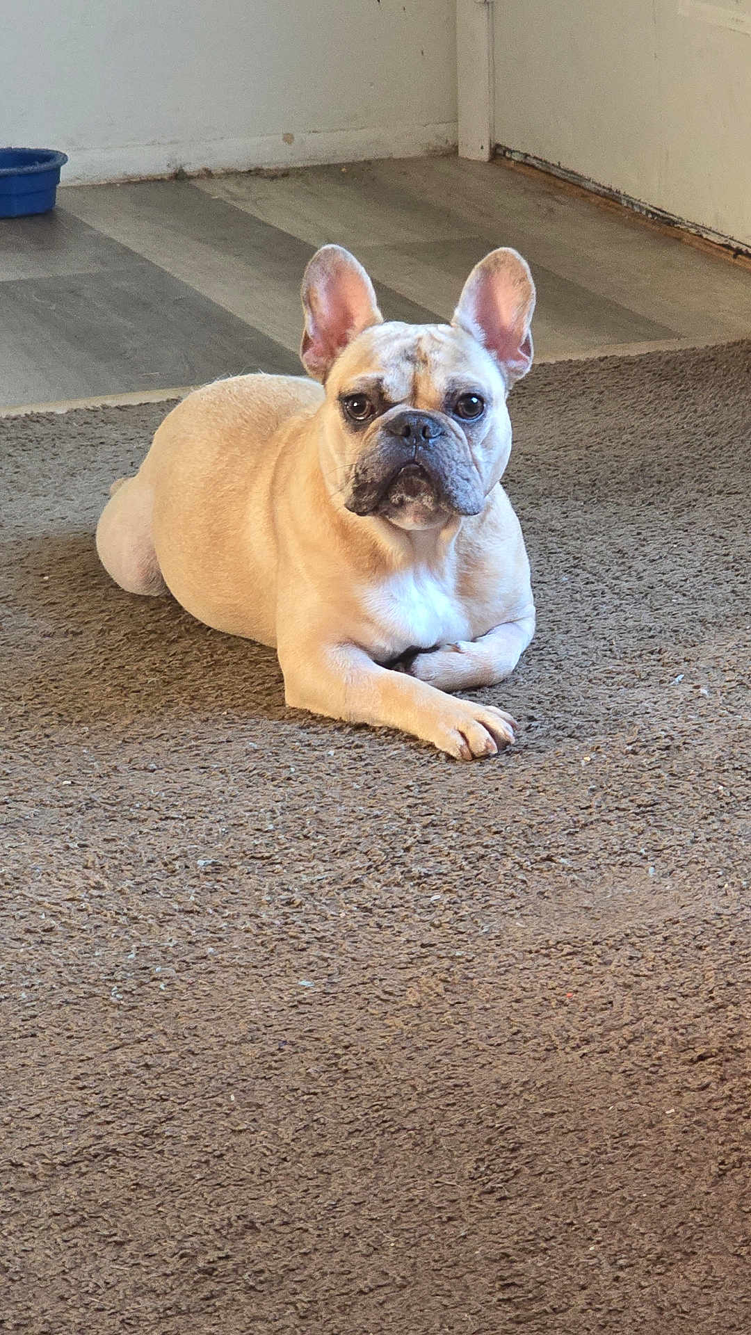 Stitch is registered to the contest to win money with this photo: animal, brown, canine, carpet, companion, cute, dog, domestic, ears, expression, floor, french_bulldog, home, indoor, looking, mammal, pet, portrait, relaxed, resting