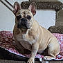 Stitch joined the competition — help win amazing prizes! animal, brown, carpet, companion, cute, dog, domestic_animal, ears, floor, french_bulldog, house, indoor, looking_at_camera, nose, paw_print, pet_bed, short_hair, sitting, stairs, tan