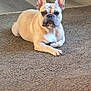 Stitch is registered to the contest to win money with this photo: animal, bowl, brown, canine, carpet, close_up, dog, domestic_animal, ears, floor, flooring, french_bulldog, household, indoor, light, looking_at_camera, mammal, pet, portrait, resting