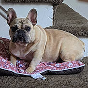 Stitch is registered to the contest to win money with this photo: animal, beige, brown, carpet, companion, cozy, cushion, cute, dog, ears_up, french_bulldog, home, indoor, looking_at_camera, paw_print, pet, resting, short_fur, snout, stairs