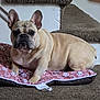 animal, beige, brown, carpet, companion, cozy, cushion, cute, dog, ears_up, french_bulldog, home, indoor, looking_at_camera, paw_print, pet, resting, short_fur, snout, stairs