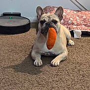 Stitch is registered to the contest to win money with this photo: animal, carpet, curious, cute, dog, ears_up, floor, french_bulldog, home, indoor, looking_at_camera, lying_down, orange_toy, paw, pet, pet_accessories, pet_bed, relaxed, robot_vacuum, toy