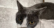 éclipse a rejoint le concours — aidez-le/la à gagner de superbes lots ! animal, cat, closeup, curious, domestic_animal, ears, eyes, feline, floor, fur, gray_cat, head, indoor, looking_up, nose, pet, shadow, tile_floor, whiskers, white_cat