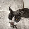 animal, cat, closeup, curious, domestic_animal, ears, eyes, feline, floor, fur, gray_cat, head, indoor, looking_up, nose, pet, shadow, tile_floor, whiskers, white_cat