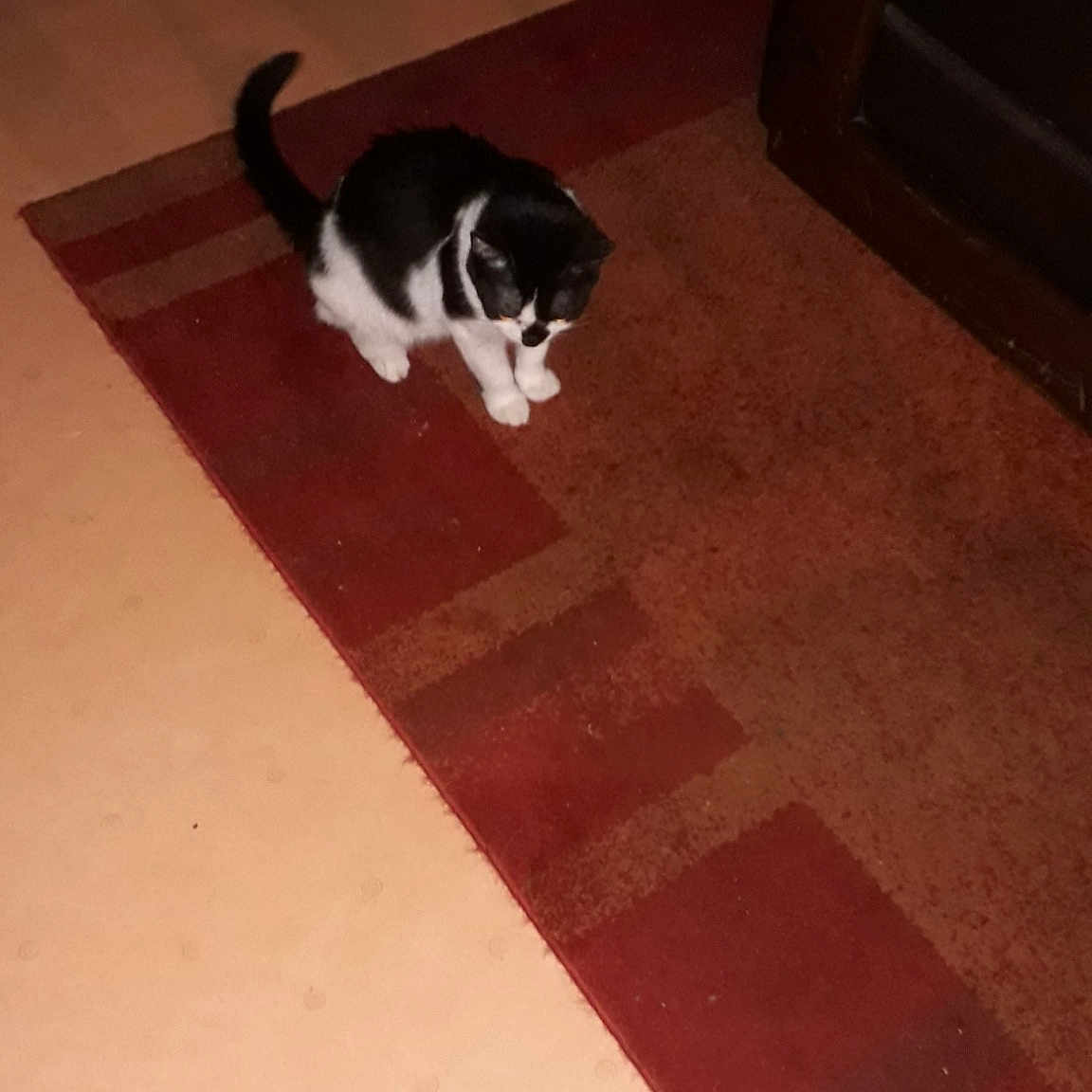 Caline a rejoint le concours — aidez-le/la à gagner de superbes lots ! black, carnivoran, cat, cat_like_mammal, dog_breed_group, floor, flooring, hardwood, kitten, small_to_medium_sized_cats, tail, tile, whiskers, wood, wood_flooring