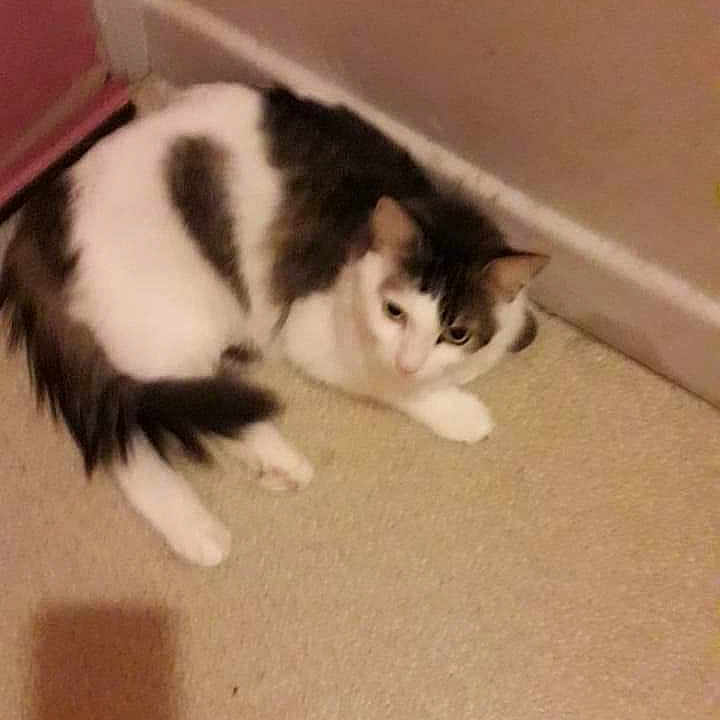 Grisbouille a rejoint le concours — aidez-le/la à gagner de superbes lots ! carnivoran, cat, cat_like_mammal, kitten, norwegian_forest_cat, small_to_medium_sized_cats, tail, whiskers