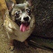 Gracie joined the competition — help win amazing prizes! dog, pet, indoor, carpet, couch, tongue_out, happy, canine, fur, brown, small_dog, animal, looking_up, ears_up, companion, cute, domestic_animal, floor, friendly, expression