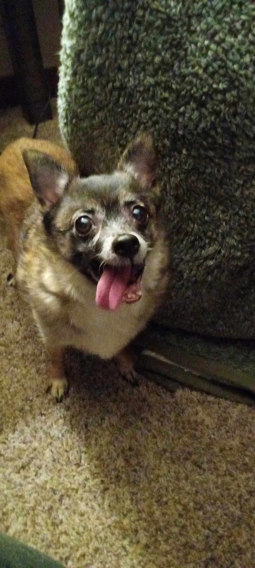 Gracie joined the competition — help win amazing prizes! dog, pet, indoor, carpet, couch, tongue_out, happy, canine, fur, brown, small_dog, animal, looking_up, ears_up, companion, cute, domestic_animal, floor, friendly, expression