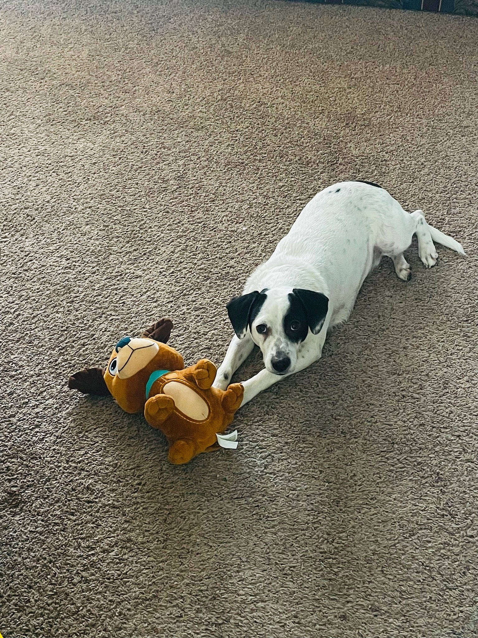 Chip joined the competition — help win amazing prizes! asphalt, canidae, carnivore, companion_dog, dog, dog_breed, dog_supply, fawn, flooring, grass, leash, paw, pet_supply, road_surface, shadow, sidewalk, snout, sporting_group, tail, working_animal