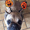 dog, french_bulldog, pet, animal, halloween, pumpkin, costume, orange, black, indoor, tile_floor, portrait, close_up, looking_at_camera, wide_eyes, wrinkled_face, short_muzzle, standing, funny, holiday