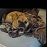 dog, bulldog, pet, animal, sleepy, lying_down, blanket, bed, cushion, indoors, home, portrait, face, eyes, ears, brown_fur, black_muzzle, relaxed, cozy, photography