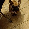 dog, french_bulldog, canine, pet, sitting, indoors, tile_floor, brown_coat, short_snout, upright_ears, dark_eyes, collar, paws, chair_leg, home, floor, portrait, looking_up, smartphone_screenshot, animal