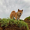 Orphee participe au concours pour gagner de l'argent avec cette photo : dog, shiba_inu, canine, pet, animal, smiling, happy, outdoors, nature, rocky_ground, coastal_landscape, succulent_plants, greenery, mountainous, cloudy_sky, standing, fluffy_tail, pointed_ears, collar, portrait