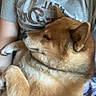 Orphee participe au concours pour gagner de l'argent avec cette photo : dog, shiba_inu, pet, cuddling, lap, person, portrait, close_up, sleepy, relaxed, fluffy, brown_fur, white_fur, pointed_ears, snout, collar, t_shirt, hand, indoor, cozy