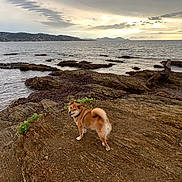 Orphee participe au concours pour gagner de l'argent avec cette photo : dog, shiba_inu, pet, animal, coastline, seashore, ocean, sea, rocky_shore, rocks, sunset, sunrise, clouds, sky, hills, mountains, driftwood, outdoors, landscape, travel