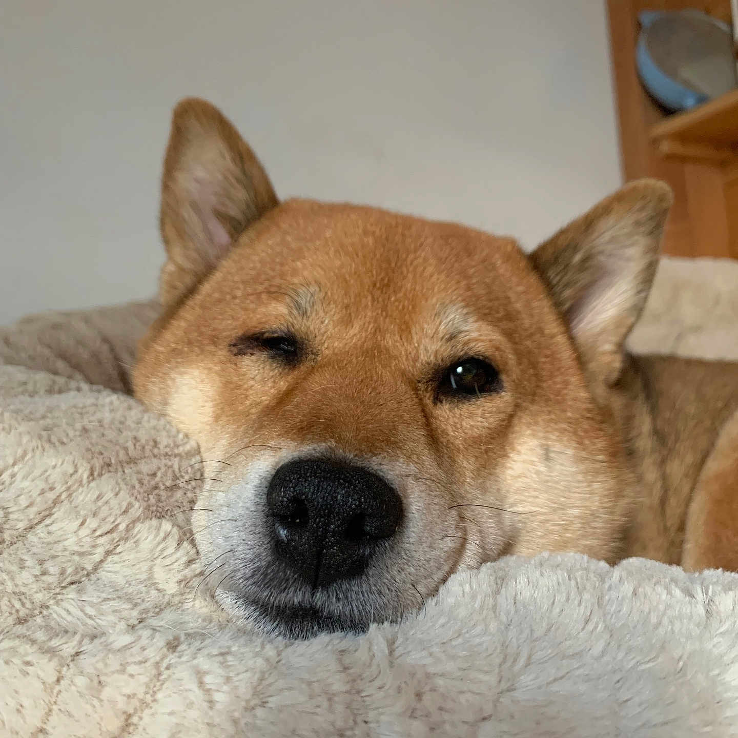 Orphee a rejoint le concours — aidez-le/la à gagner de superbes lots ! dog, shiba_inu, pet, animal, portrait, close_up, sleepy, relaxed, face, muzzle, nose, ears, fur, brown_fur, blanket, cozy, indoors, home, cute, photography