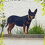 Hélia a rejoint le concours — aidez-le/la à gagner de superbes lots ! dog, black_and_brown, standing, ledge, white_wall, plants, greenery, flowers, yellow_flowers, decorative_border, outdoor, pet, collar, small_dog, ears_up, side_view, nature, garden, daylight, wall