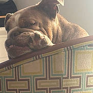 Ivy is registered to the contest to win money with this photo: dog, bulldog, resting, sleepy, paw, furniture, armrest, pattern, closeup, pet, indoor, cozy, wrinkled_face, brown, white, relaxed, cute, animal, portrait, light