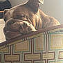 dog, bulldog, resting, sleepy, paw, furniture, armrest, pattern, closeup, pet, indoor, cozy, wrinkled_face, brown, white, relaxed, cute, animal, portrait, light