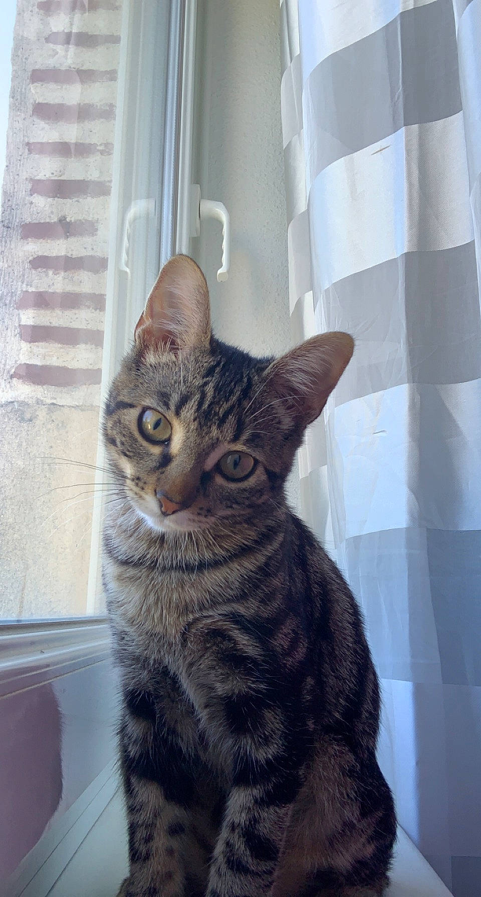 Talia a rejoint le concours — aidez-le/la à gagner de superbes lots ! carnivore, cat, curtain, domestic_short_haired_cat, felidae, fixture, fur, small_to_medium_sized_cats, snout, tail, terrestrial_animal, whiskers, window, window_treatment, wood
