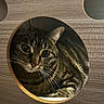 cat, circular_hole, close_up, cozy, cubby, fur, furniture, hole, indoor, large_eyes, paw, pet, portrait, resting, soft_bed, striped, tabby, whiskers, wood_texture, wooden_furniture