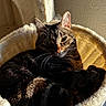 Talia a rejoint le concours — aidez-le/la à gagner de superbes lots ! cat, cat_tree, cozy, ears, feline, fur, indoor, looking_at_camera, nose, paw, pet, plush_bed, portrait, resting, shadow, sunlight, tabby_cat, texture, wall, whiskers