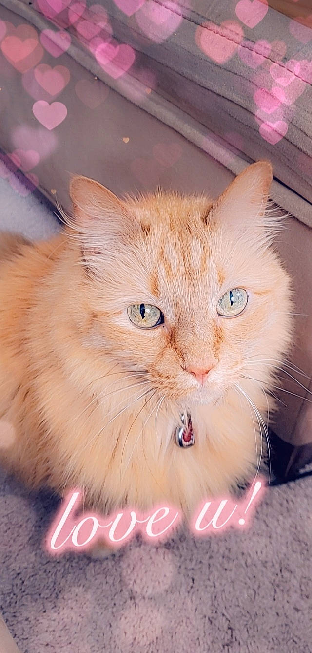 Charm is registered to the contest to win money with this photo: carnivore, cat, domestic_short_haired_cat, fawn, felidae, fur, paw, photo_caption, small_to_medium_sized_cats, snout, tail, terrestrial_animal, whiskers, wood