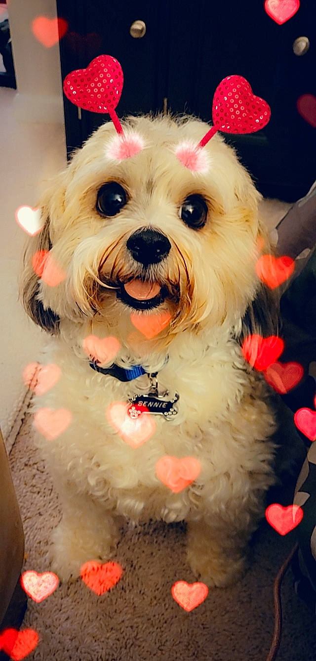 Bennie is registered to the contest to win money with this photo: canidae, carnivore, collar, companion_dog, dog, dog_breed, dog_clothes, dog_collar, dog_supply, event, fur, maltepoo, puppy_love, schnauzer, small_terrier, snout, sporting_group, terrier, toy_dog, working_animal