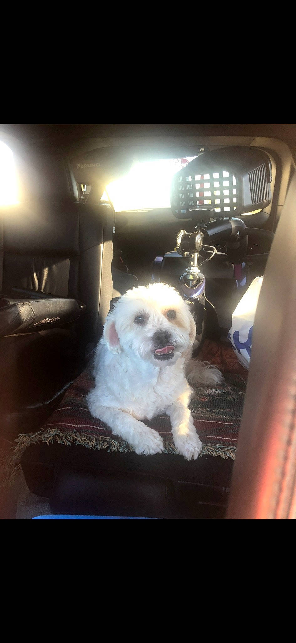 Nellie is registered to the contest to win money with this photo: automotive_exterior, automotive_lighting, canidae, carnivore, chair, companion_dog, darkness, dog, dog_breed, door, eyewear, fur, rectangle, room, small_terrier, sporting_group, television, terrier, toy_dog, vehicle_door