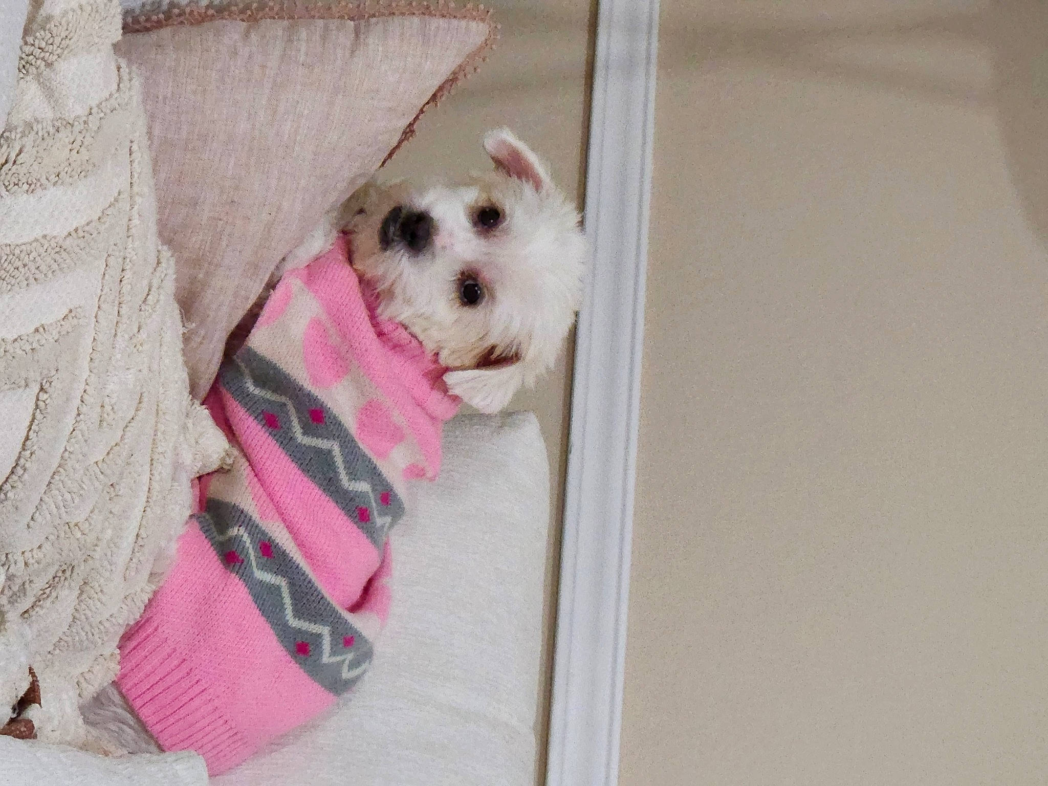 Nellie is registered to the contest to win money with this photo: carnivore, collar, companion_dog, couch, dog, dog_breed, dog_clothes, dog_supply, fashion_accessory, fawn, fur, linens, pattern, small_terrier, snout, sporting_group, stuffed_toy, terrier, toy, toy_dog