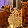 Buster is registered to the contest to win money with this photo: cat, ginger_cat, pets, indoor, kitchen, countertop, marble, reflection, two_cats, orange_fur, animal, feline, domestic_cat, sitting, curious, looking_at_camera, warm_lighting, houseplant, window, door