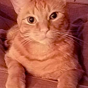 Buster joined the competition — help win amazing prizes! cat, orange_tabby, pet, animal, feline, whiskers, paws, closeup, portrait, relaxed, indoor, wood, fur, cute, curious, eyes, face, sitting, cozy, warm_lighting
