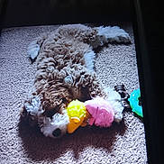 Umalynn is registered to the contest to win money with this photo: animal, brown_and_white, carpet, cozy, curly_fur, cute, dog, indoor, lying_down, pet, pink_toy, plush_toy, puppy, relaxed, shadow, sleepy, soft, sunlight, toy, yellow_toy