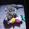 animal, brown_and_white, carpet, cozy, curly_fur, cute, dog, indoor, lying_down, pet, pink_toy, plush_toy, puppy, relaxed, shadow, sleepy, soft, sunlight, toy, yellow_toy