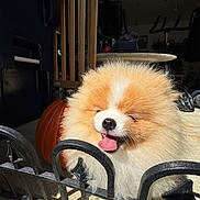 Chester is registered to the contest to win money with this photo: dog, puppy, fluffy, small_dog, orange_white, happy, smiling, tongue_out, portrait, close_up, fur, pet, animal, outdoor, garage, metal_fence, barrier, pumpkin, exercise_equipment, sunlight