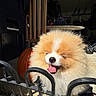 dog, puppy, fluffy, small_dog, orange_white, happy, smiling, tongue_out, portrait, close_up, fur, pet, animal, outdoor, garage, metal_fence, barrier, pumpkin, exercise_equipment, sunlight
