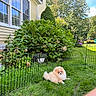 dog, pomeranian, puppy, fluffy, small_dog, cream_colored, outdoor, backyard, garden, grass, flowers, plants, fence, house, window, sunlight, lawn, pet_toy, sitting, portrait