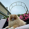 dog, pomeranian, puppy, fluffy, cream_colored, small_dog, outdoor, garden, flowers, pink_flowers, patio, cushion, chair, house, architecture, garden_arch, portrait, sitting, fur, pet