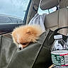 puppy, dog, sleeping, fluffy, small_dog, pomeranian, pet, animal, car, vehicle, handbag, purse, water_bottle, interior, seat, passenger_seat, window, nap, cute, portrait