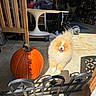 Chester joined the competition — help win amazing prizes! dog, puppy, pomeranian, fluffy, orange, smiling, open_mouth, outdoor, garage, pumpkin, autumn, fall, sunlight, pet, companion_animal, workshop, exercise_equipment, furniture, portrait, happy