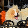 Chester is registered to the contest to win money with this photo: dog, puppy, fluffy, small_dog, yawning, open_mouth, pink_tongue, white_fur, orange_fur, sunlight, pumpkin, autumn, outdoor, patio, fence, wrought_iron, furniture, wheel, portrait, cute