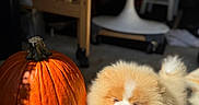 Chester is registered to the contest to win money with this photo: dog, puppy, pomeranian, fluffy, orange, white, smiling, sitting, pumpkin, autumn, halloween, indoor, sunlight, portrait, pet, fur, cute, home, furniture, shadow