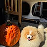 dog, puppy, pomeranian, fluffy, orange, white, smiling, sitting, pumpkin, autumn, halloween, indoor, sunlight, portrait, pet, fur, cute, home, furniture, shadow