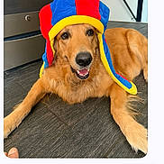 Marley is registered to the contest to win money with this photo: animal, colorful_hat, costume, cute, dog, floor, funny, fur, golden_fur, golden_retriever, indoors, jester_hat, lying_down, messaging_app, open_mouth, pet, playful, portrait, screenshot, smiling
